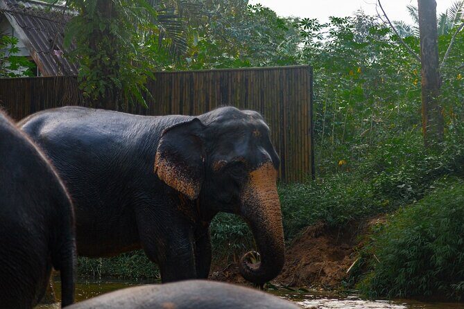 2-Hour Guided Eco-Tour & Transfer to Khaolak Elephant Sanctuary - Khaolak Elephant Sanctuary: ethical, up-close, and built around elephant comfort