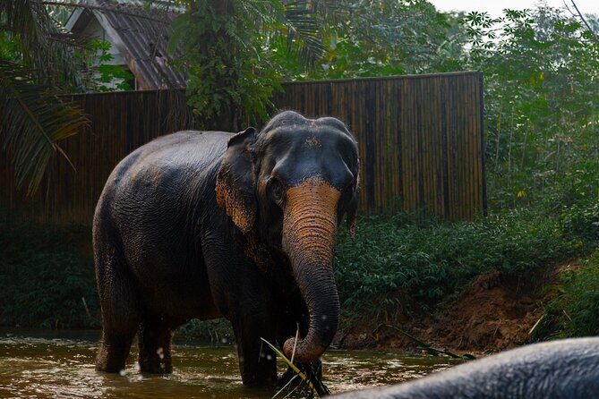 2-Hour Guided Eco-Tour & Transfer to Khaolak Elephant Sanctuary - River and mud time: what bathing looks like here (and what you won’t do)