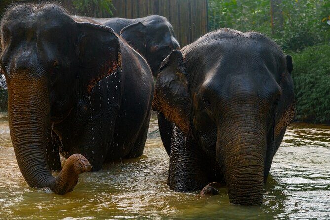 2-Hour Guided Eco-Tour & Transfer to Khaolak Elephant Sanctuary - Guides and photos: how you get both learning and keepsakes
