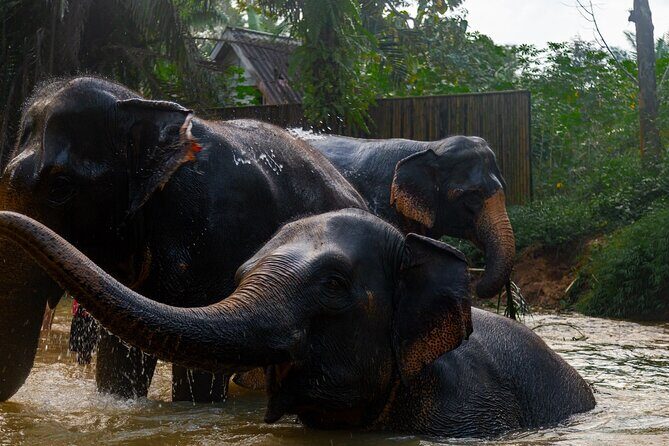 2-Hour Guided Eco-Tour & Transfer to Khaolak Elephant Sanctuary - Price and value: what $74.97 really buys in time, access, and help
