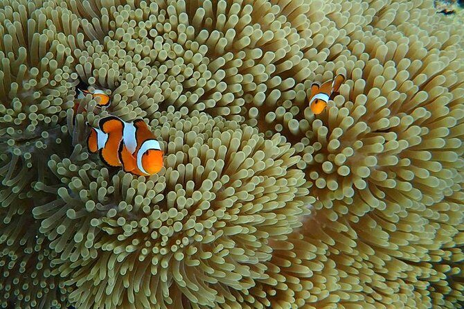Best Seller - Surin Islands Snorkeling Trip from Khao Lak - The speedboat reality check from Khao Lak