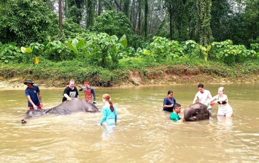 Ethical Elephant Sanctuary Experience in Khao Lak - The Traditional Herbal Elephant-Care Activity (Yes, It’s Hands-On)