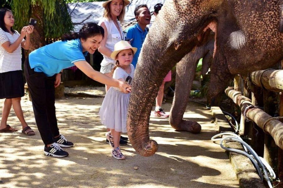 Ethical Elephant Sanctuary Experience in Khao Lak - The Observation Walk: Following Behind, Not Taking Over