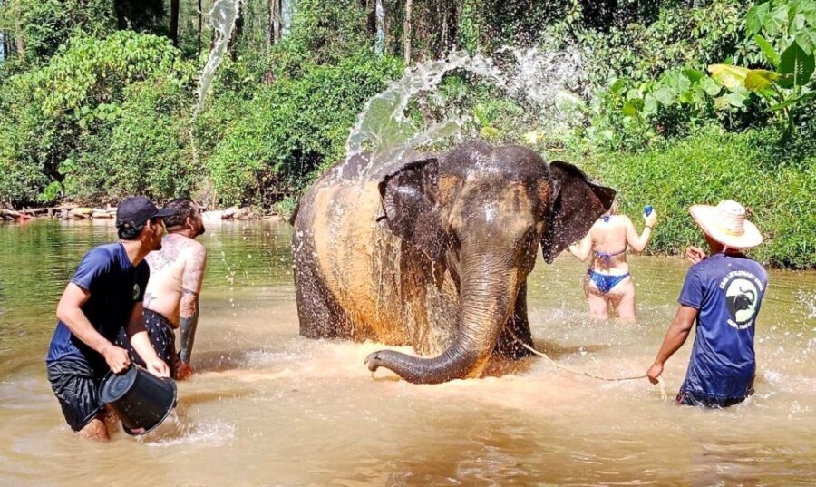 Ethical Elephant Sanctuary Experience in Khao Lak - Mud, Water, and Boundaries at the Creekside Platform