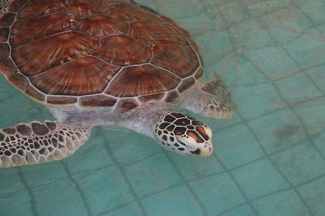 Khao Lak: Bamboo Rafting & Sea Turtle Conservation Center - Who should book this tour—and who might skip it
