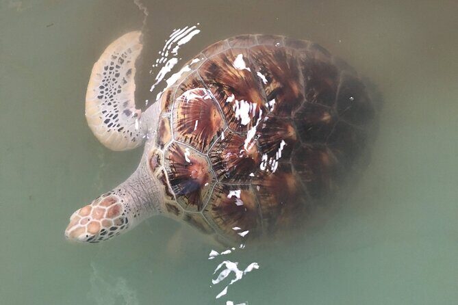 Khao Lak Eco-Safari: Elephants, Tsunami Museum, and Turtles - A short day, but lots of stops