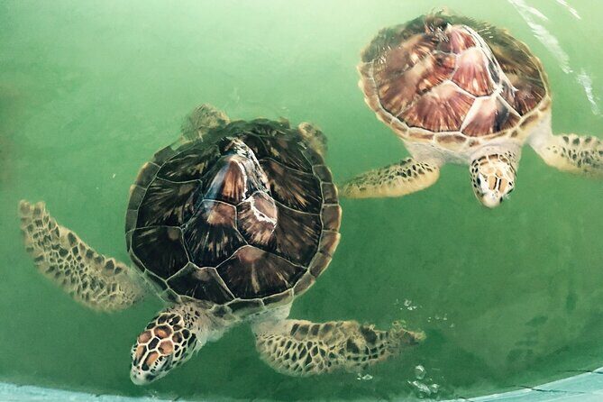 Khao Lak Eco-Safari: Elephants, Tsunami Museum, and Turtles - Turtle nursery with the Royal Thai Navy: conservation you can see