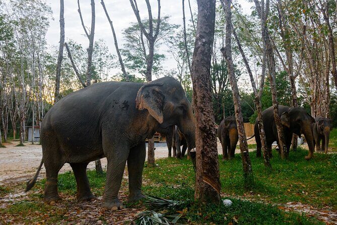 Khao Lak Eco-Safari: Elephants, Tsunami Museum, and Turtles - Key moments worth planning for