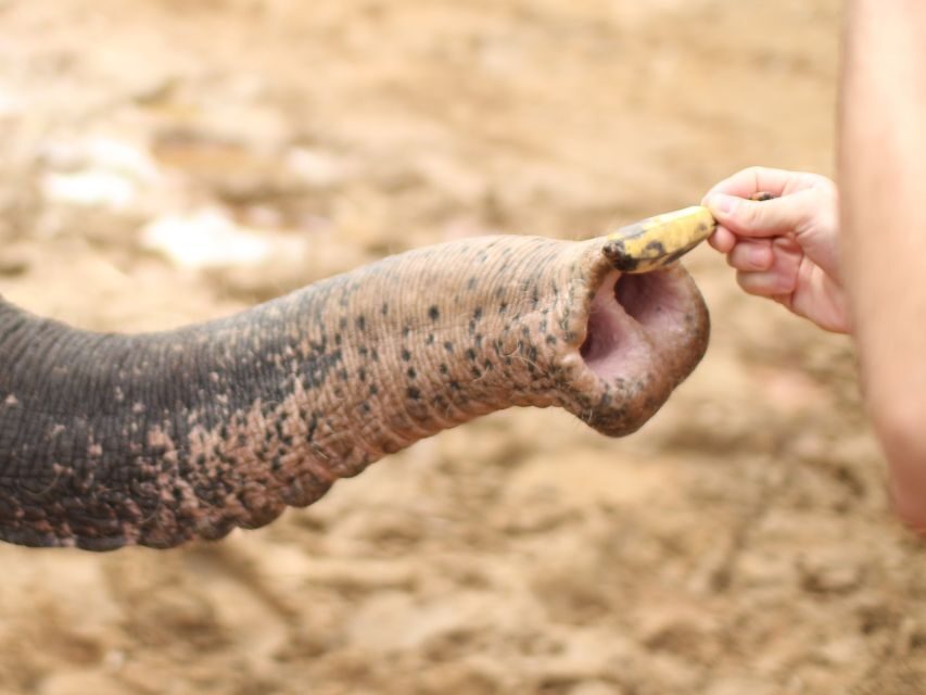 Khao Lak: Elephant Bathing and Turtle Center Visit - Morning or Afternoon in Khao Lak: How the 210-Minute Day Works