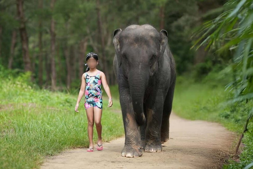 Khao Lak: Elephant Bathing and Turtle Center Visit - Elephant Bathing in a Shallow Stream: What You Actually Do