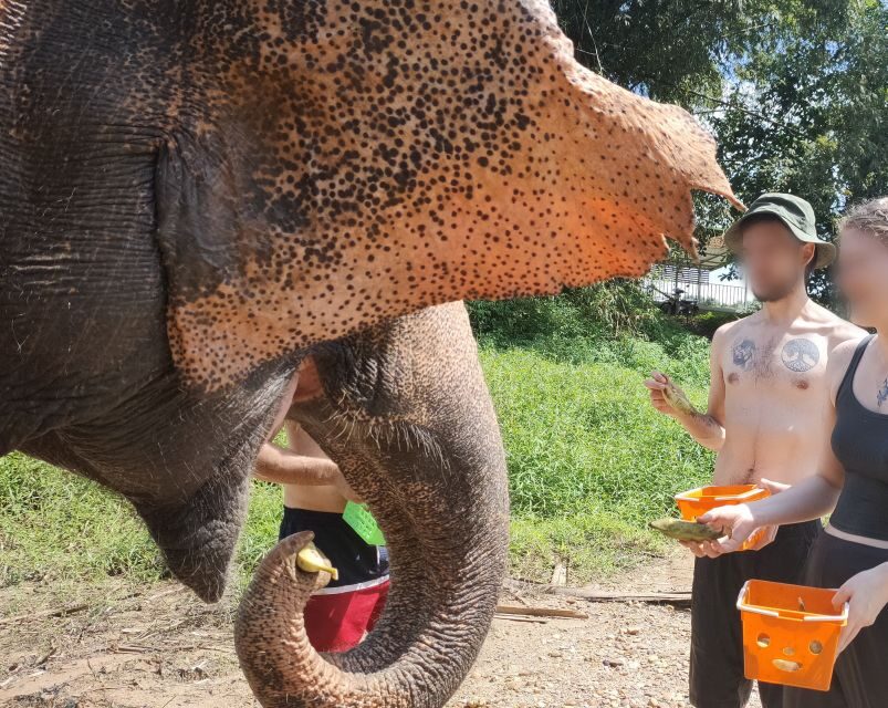 Khao Lak: Elephant Bathing and Turtle Center Visit - What to Bring and How to Prepare to Get Wet