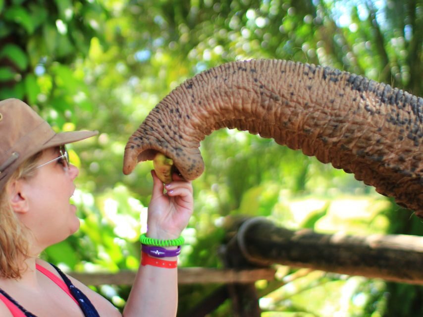 Khao Lak: Elephant Bathing and Turtle Center Visit - Group Pace, Time in the Water, and Family Friendliness