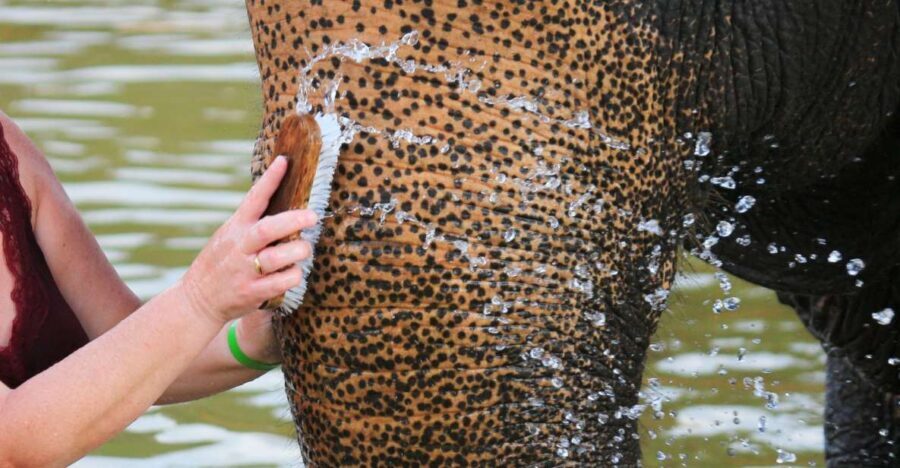 Khao Lak: Elephant Bathing and Turtle Center Visit - Hotel Pickup and Transport That Makes It Easy