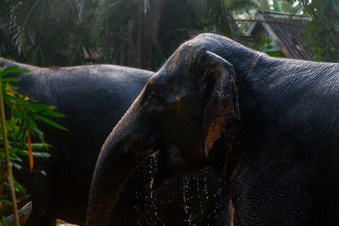 Khao Lak Elephant Sanctuary Full Day Small Group Tour - Key highlights to know before you go