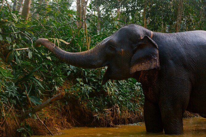 Khao Lak Elephant Sanctuary Full Day Small Group Tour - Value and pacing: is $174.24 worth an 8-hour day?
