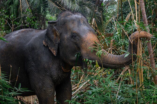 Khao Lak Elephant Sanctuary Full Day Small Group Tour - 10am rubber plantation feeding ritual: watching daily routines up close