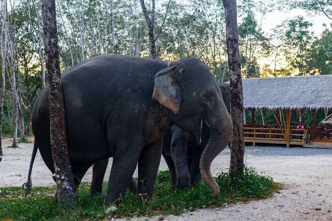 Khao Lak Elephant Sanctuary Full Day Small Group Tour - Sai Rung Waterfall: plan for swims that may or may not happen
