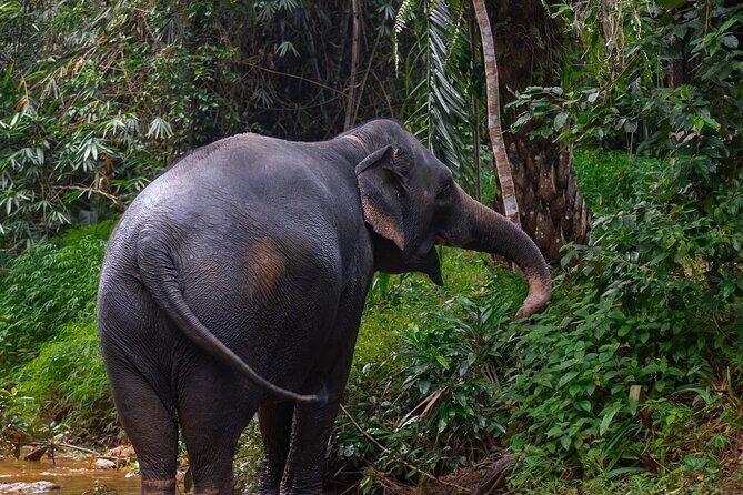 Khao Lak Elephant Sanctuary Full Day Small Group Tour - Starting 9am at KES: herbal vitamin balls and elephant wellness