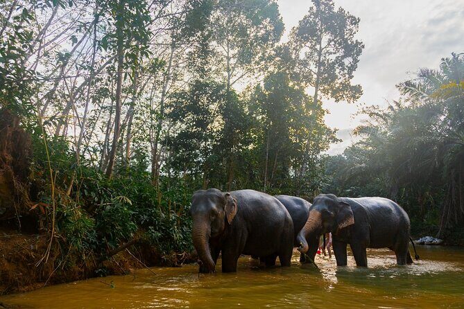 Khao Lak Elephant Sanctuary Tour with Waterfall and Lunch - Key things I’d circle on your map