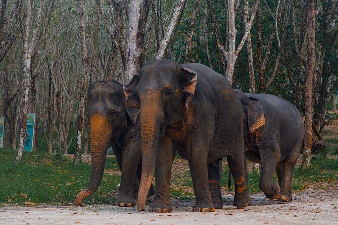 Khao Lak Elephant Sanctuary Tour with Waterfall and Lunch - The Herbal Vitamin Ball workshop: Thai remedies you can actually make