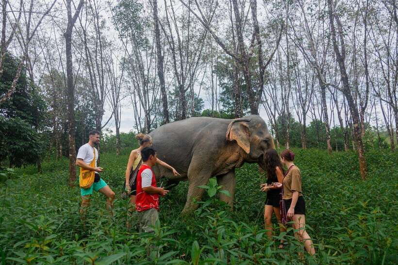Khao Lak Guided Nature Walk & Elephant Experience - Key highlights at a glance