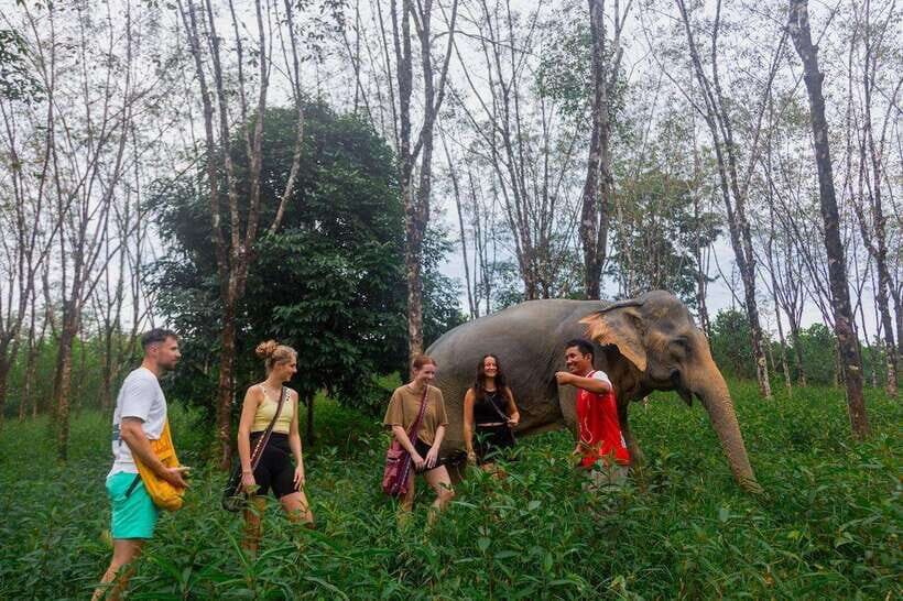 Khao Lak Guided Nature Walk & Elephant Experience - Getting to the sanctuary: pickup, timing, and what “on time” really means