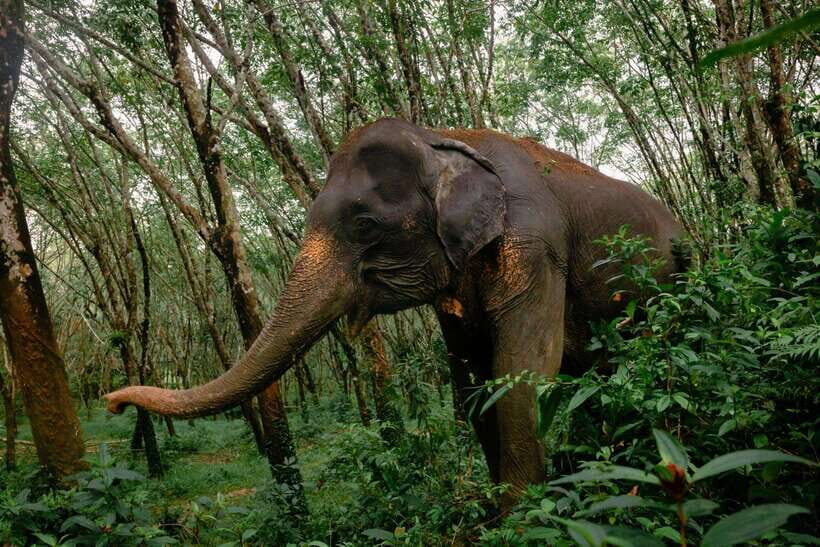 Khao Lak Guided Nature Walk & Elephant Experience - Walking the Khao Lak ecosystem: where the guide turns scenery into understanding