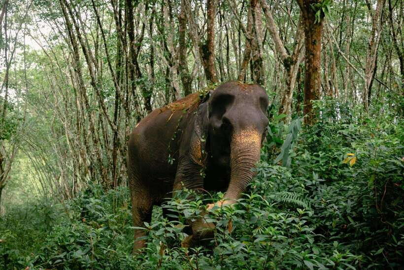 Khao Lak Guided Nature Walk & Elephant Experience - The ethical elephant encounter: hands-off by design