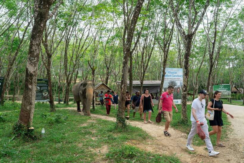 Khao Lak Guided Nature Walk & Elephant Experience - When bathing and feeding happen, it’s still about elephant choice