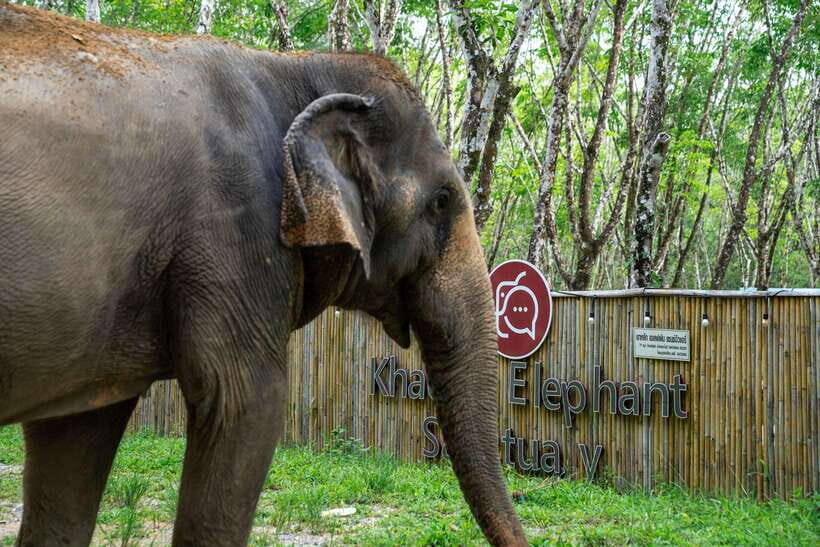 Khao Lak Guided Nature Walk & Elephant Experience - Should you book this tour?