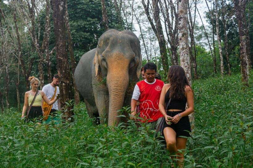 Khao Lak Guided Nature Walk & Elephant Experience - The 90-minute schedule: what happens once you arrive