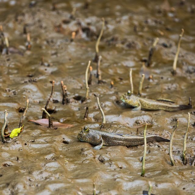 Khao Lak: Little Amazon Canoe Ride & Tam Nang Waterfall Tour - Little Amazon Canoe Ride: Banyans, Mangroves, and Wildlife Watching