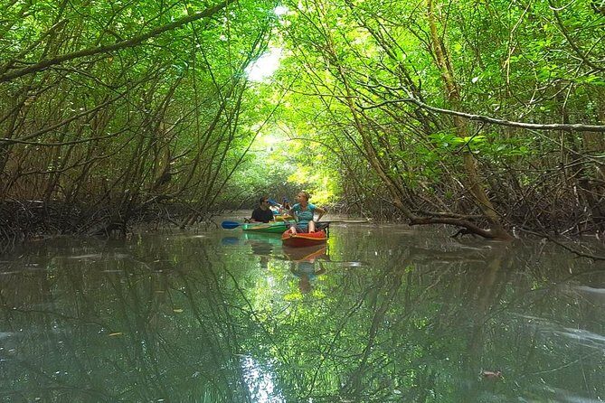 Khao Lak Mangrove Explorers - Entering The Mangroves: What Makes This Kayak Day Different