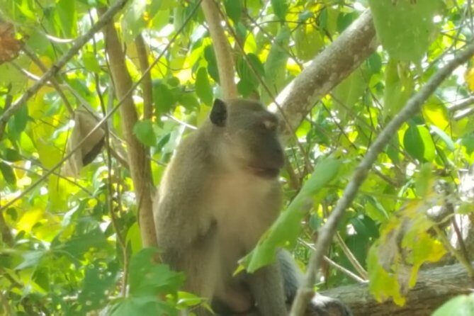 Khao Lak Mangrove Explorers - From Hotel Pickup to Longtail Boat: The First Transfer Matters