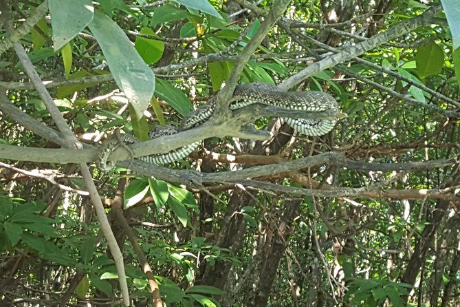 Khao Lak Mangrove Explorers - The Sheltered Lagoon Swim: A Simple Reward That’s Actually Worth It