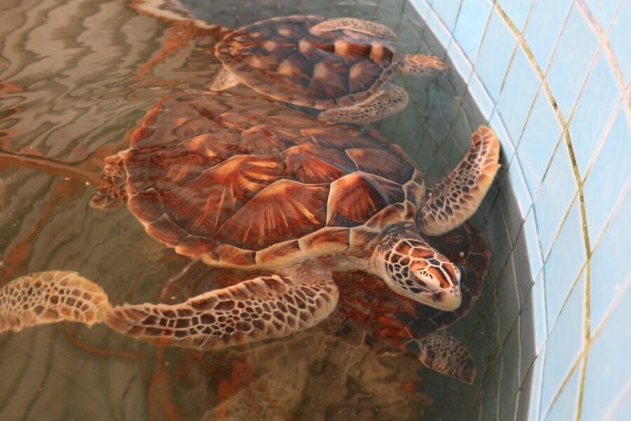 Khao Lak: Raft Expedition & Sea Turtle Conservation Center - Who should book this raft-and-turtles trip?
