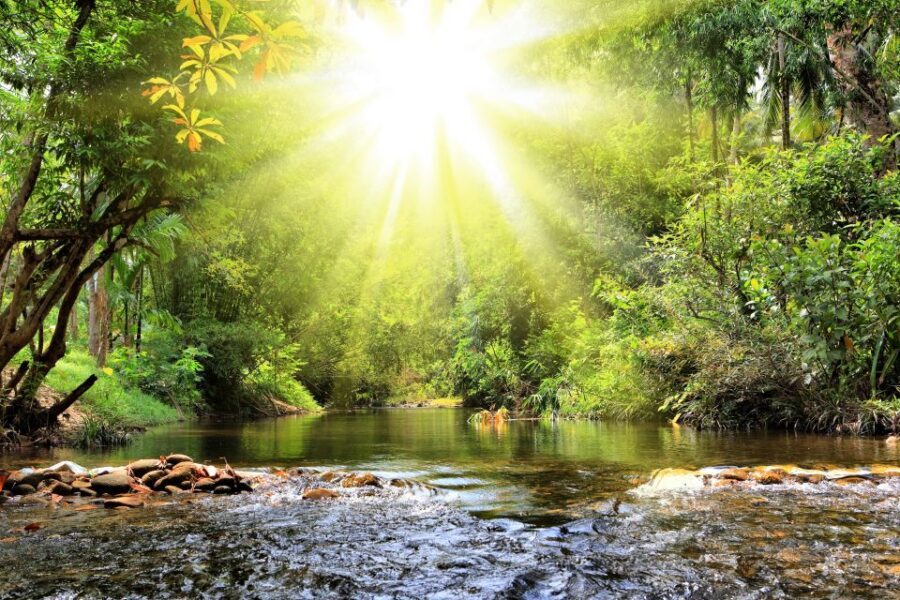 Khao Lak: Raft Expedition & Sea Turtle Conservation Center - Bamboo Rafting in Khao Lak rainforest: what the 4-hour float really delivers