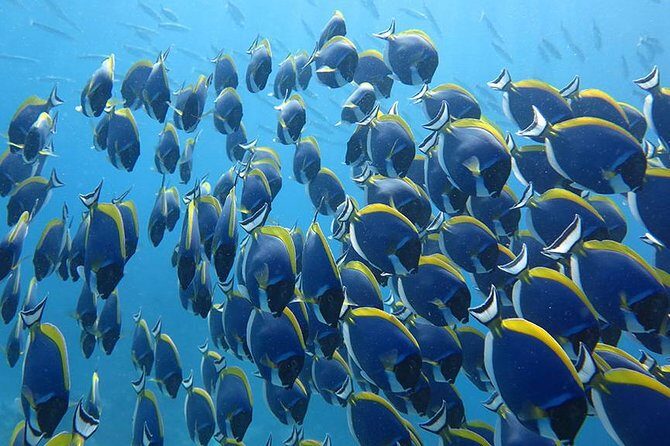 Khao Lak to Similan Islands Snorkeling Tour - Food and drinks: staying powered without turning it into a restaurant day