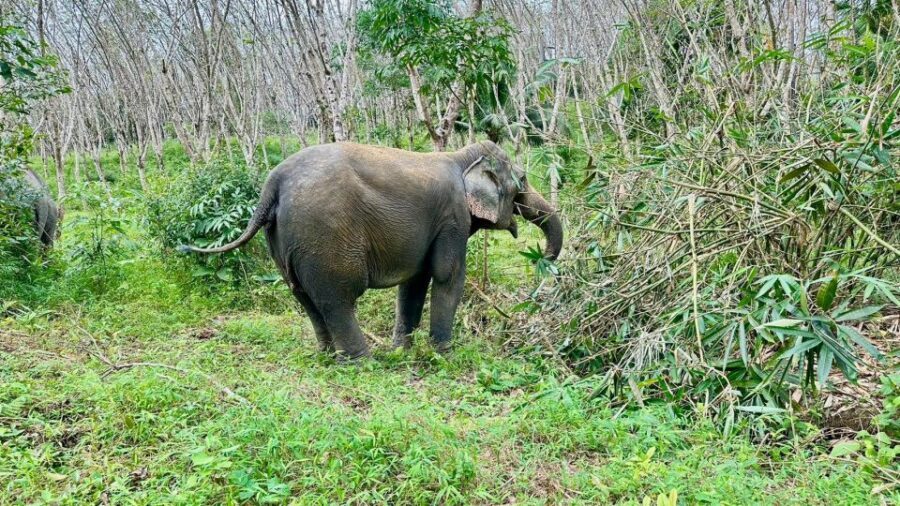 Khao Lak: Waterfall,Sea Turtle,Elephant Care,Meal & Transfer - Who Should Book This Khao Lak Combo Tour