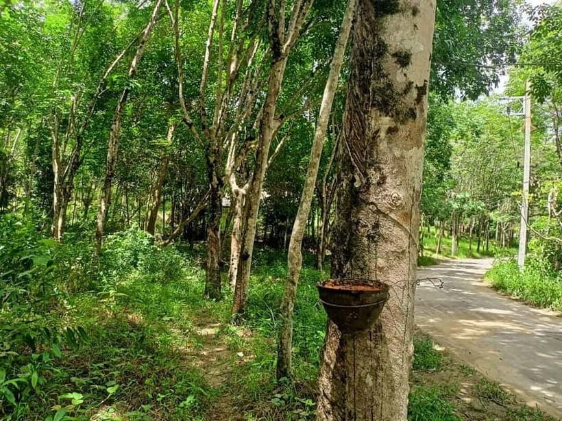 Khao Lak’s Best: Elephant Sanctuary,Rubber Tapping&Waterfall - Key highlights worth your attention