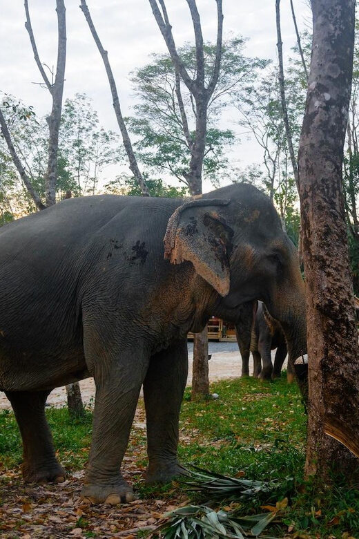 Khao Lak’s Best: Elephant Sanctuary,Rubber Tapping&Waterfall - How the elephant interaction works (and the rules that protect animals)