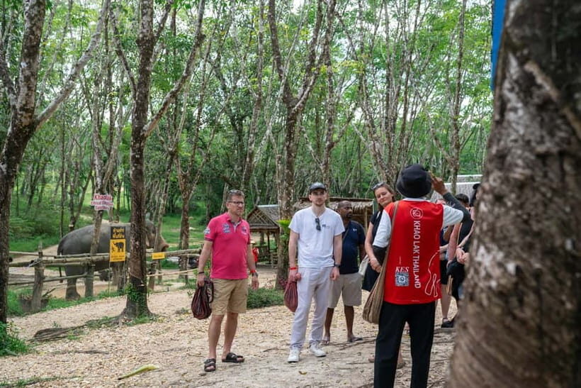 Khao Lak’s Best: Elephant Sanctuary,Rubber Tapping&Waterfall - The rubber plantation lesson: tapping latex the Thailand way