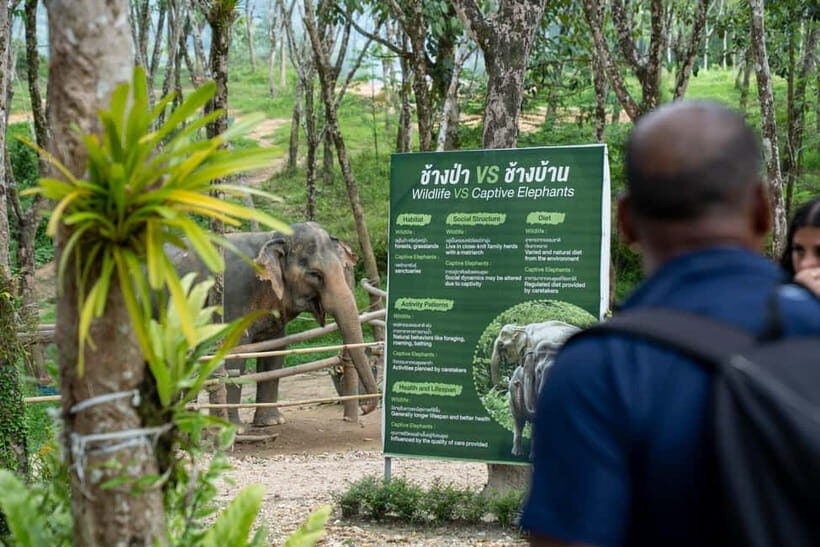 Khao Lak’s Best: Elephant Sanctuary,Rubber Tapping&Waterfall - What you pay ($64) and why it can still be good value