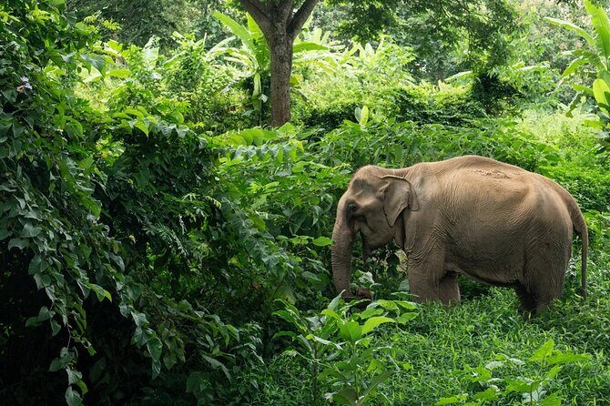 Khaolak Elephant Sanctuary, Cooking Class and Waterfall Tour - Quick hits before you go