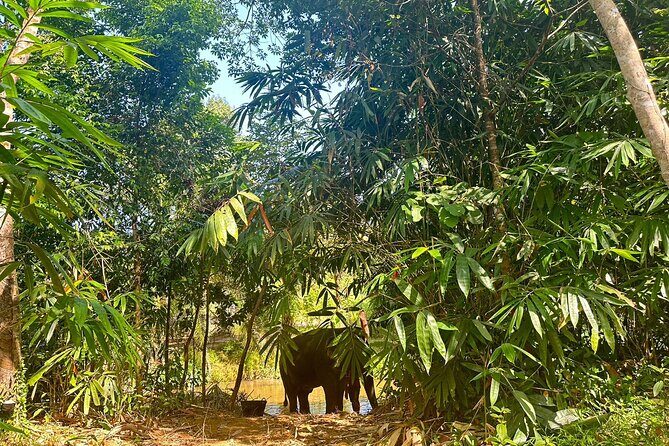 Khaolak Elephant Sanctuary, Cooking Class and Waterfall Tour - The trust-building lesson: learning temperament and communication