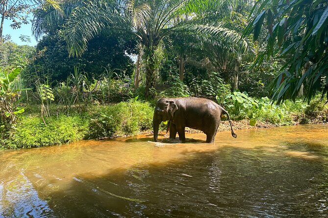 Khaolak Elephant Sanctuary, Cooking Class and Waterfall Tour - Photos, rules, and how to avoid expectation mismatch