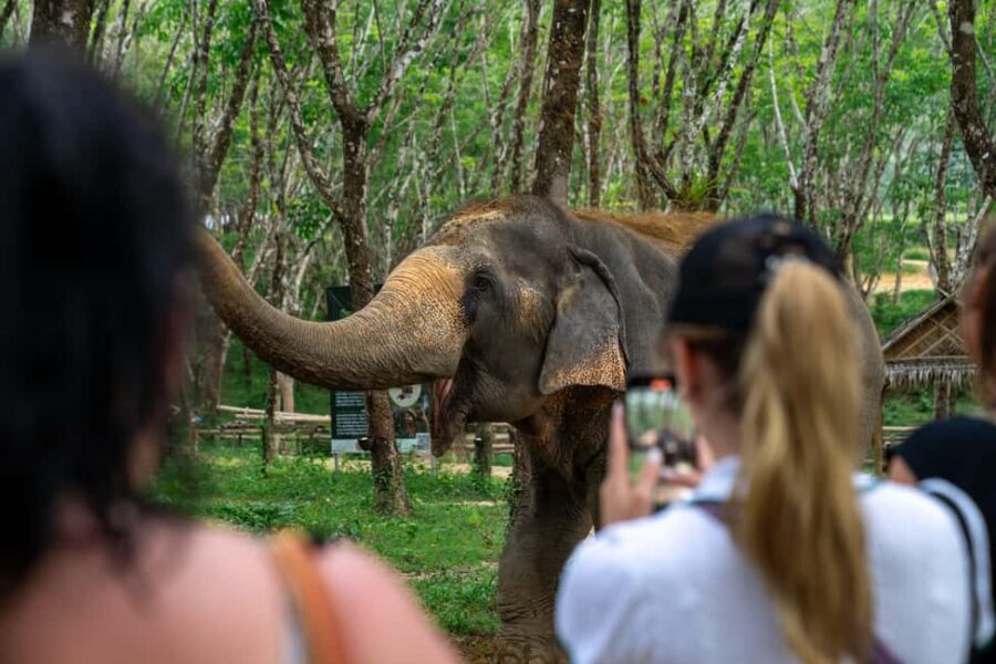 Khaolak: Elephant Sanctuary Guided Tour with Hotel Transfers - Price and Value: Is $51 Worth It?