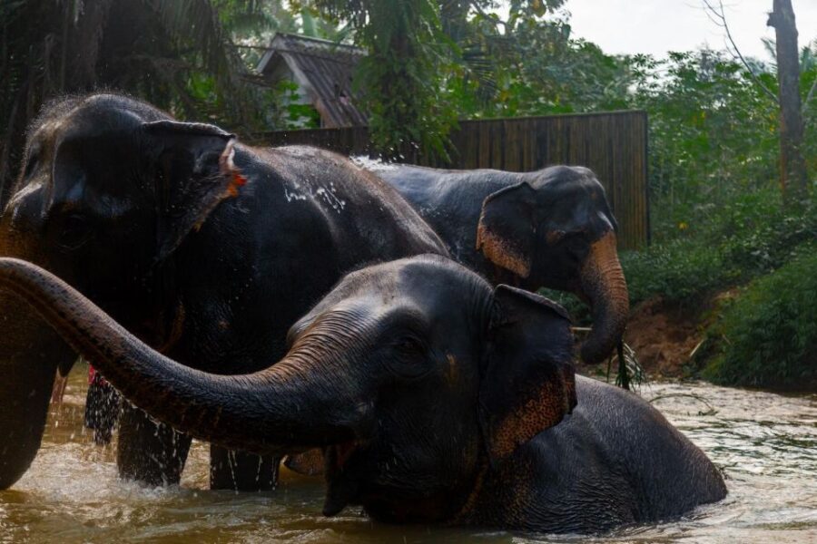 Khaolak: Elephant Sanctuary Guided Tour with Hotel Transfers - River Bathing Session: How the Tour Handles Water Time