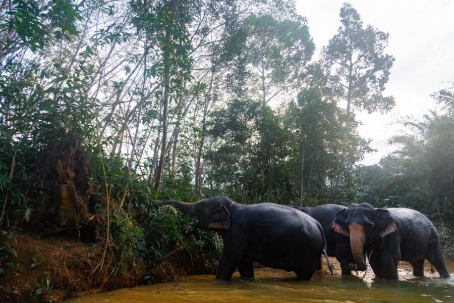 Khaolak: Elephant Sanctuary Guided Tour with Hotel Transfers - Conservation and Sustainable Practices: What You Learn While You Wait