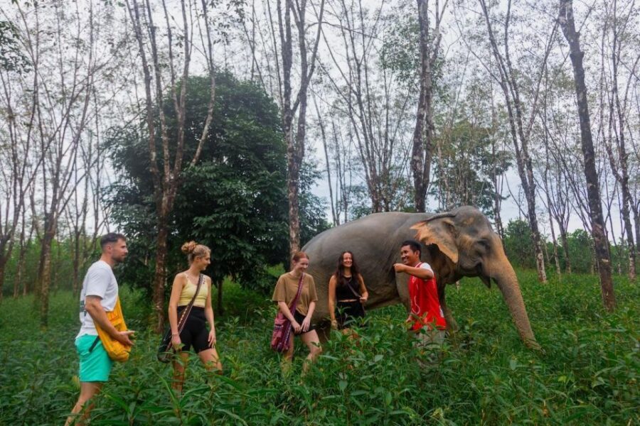 Khaolak: Sunset Elephant Walk with Complimentary Cocktail - Feeding time: respectful contact and the no-force rule